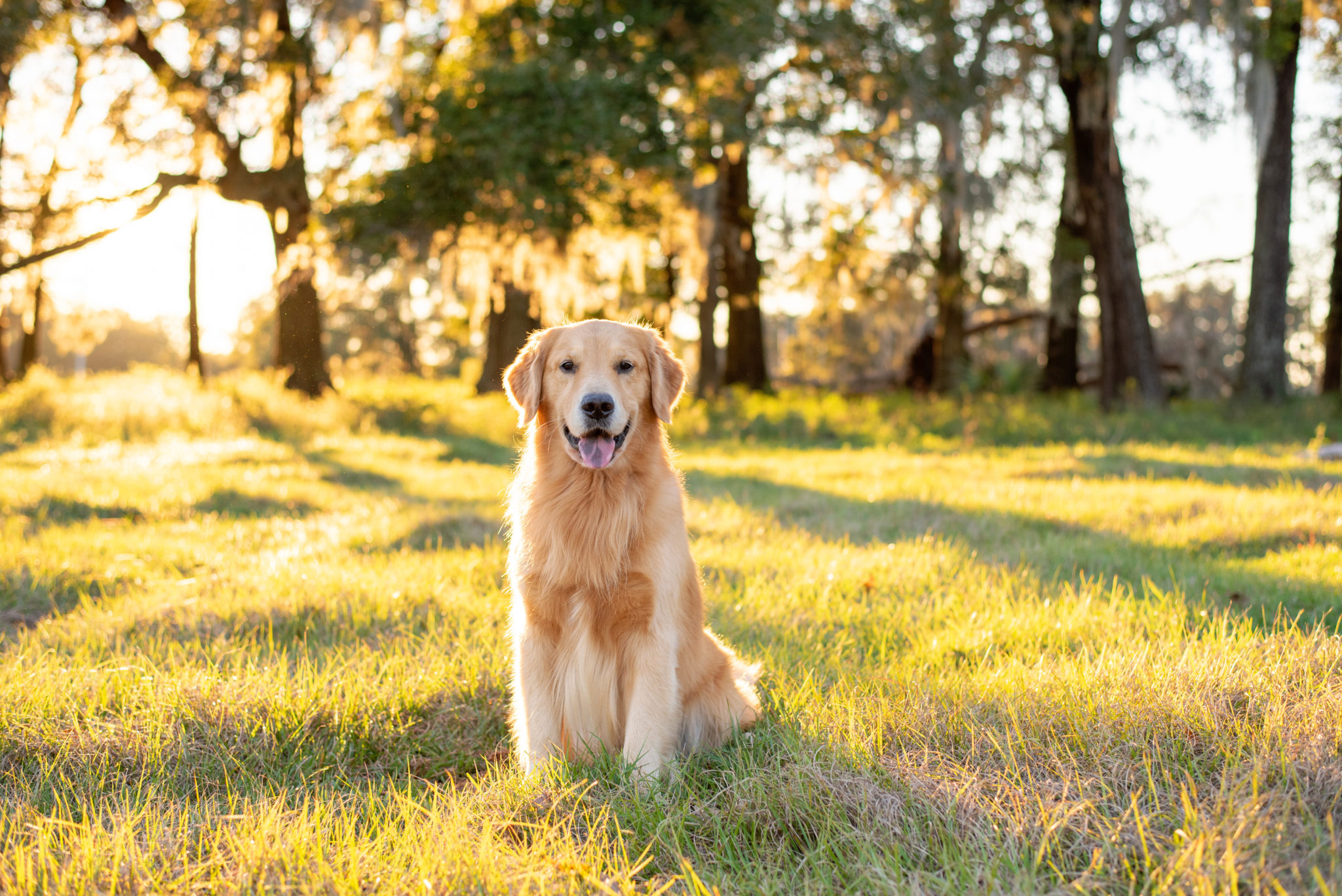 can-i-create-a-pet-trust-in-pennsylvania-heritage-blog